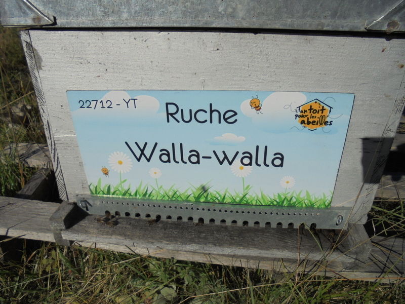La ruche Walla-walla
