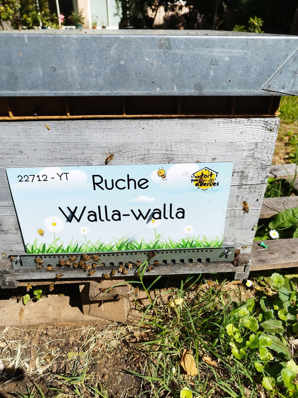 La ruche Walla-walla