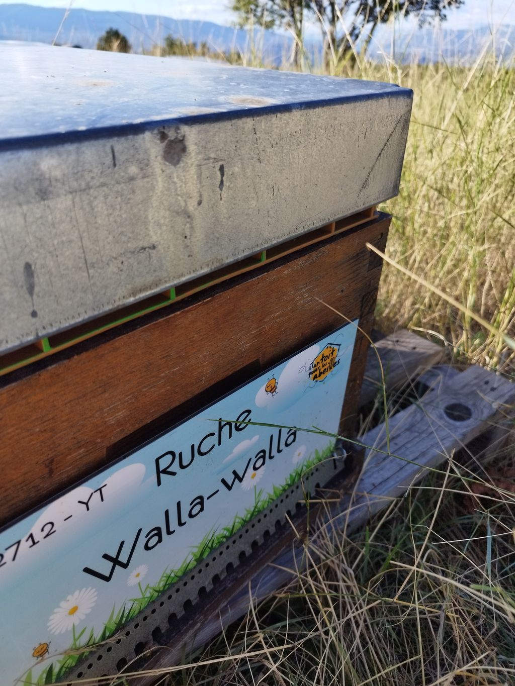 La ruche Walla-walla