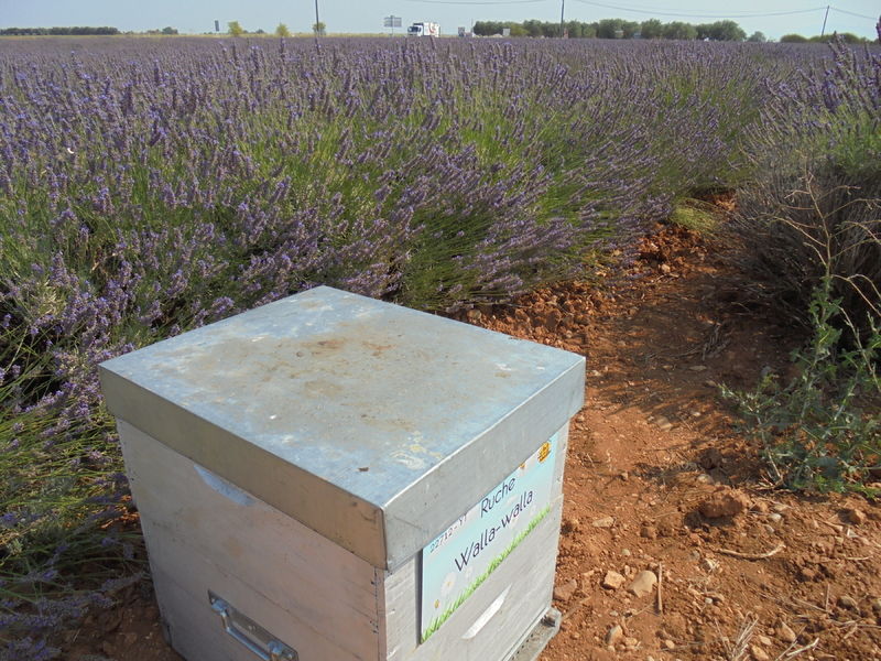 La ruche Walla-walla