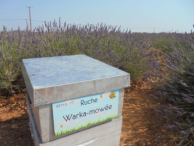 La ruche Warka-mowée