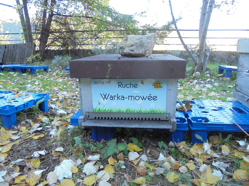 La ruche Warka-mowée