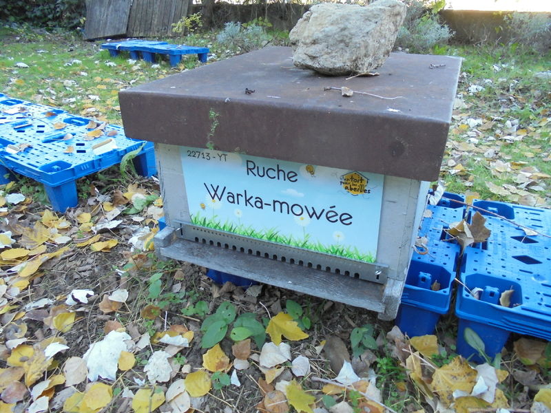 La ruche Warka-mowée