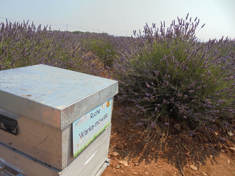 La ruche Warka-mowée