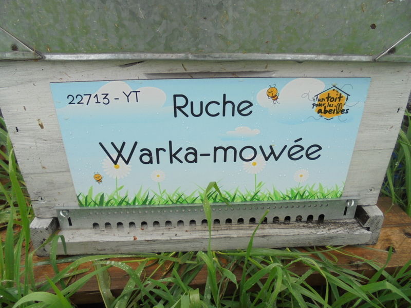 La ruche Warka-mowée