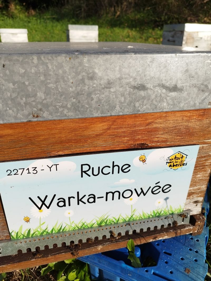 La ruche Warka-mowée