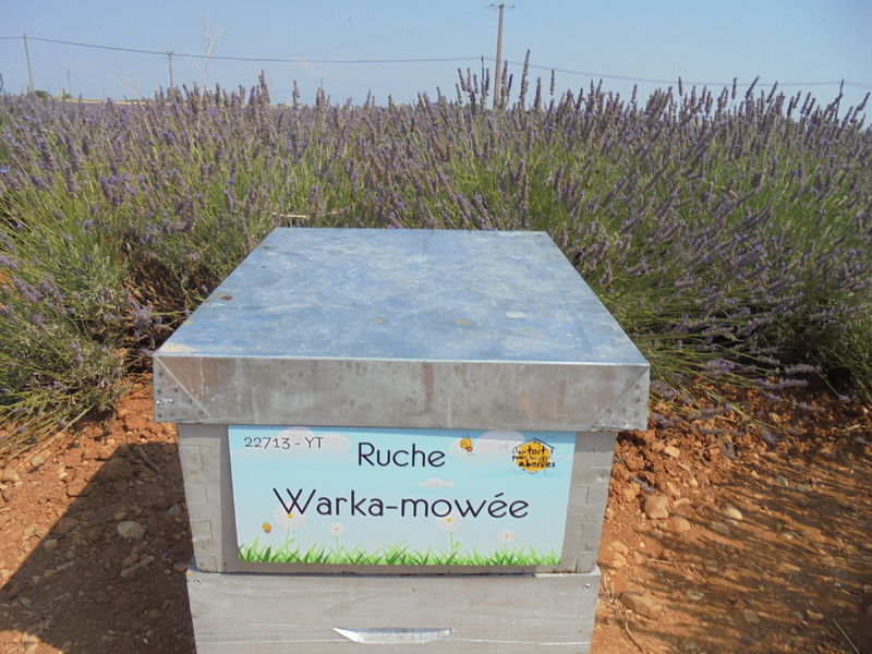 La ruche Warka-mowée