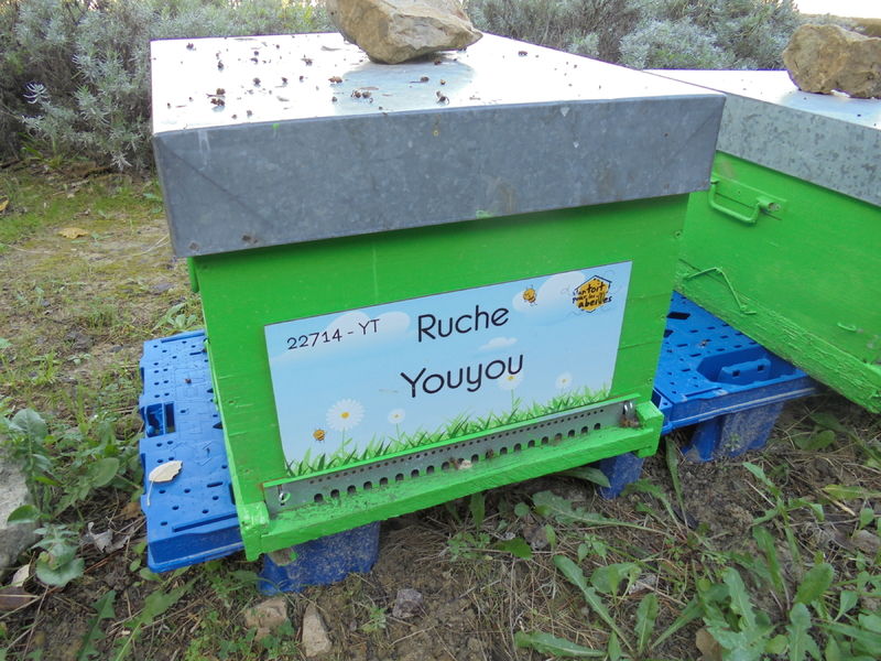 La ruche Youyou
