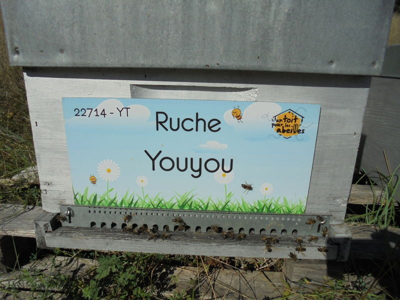 La ruche Youyou
