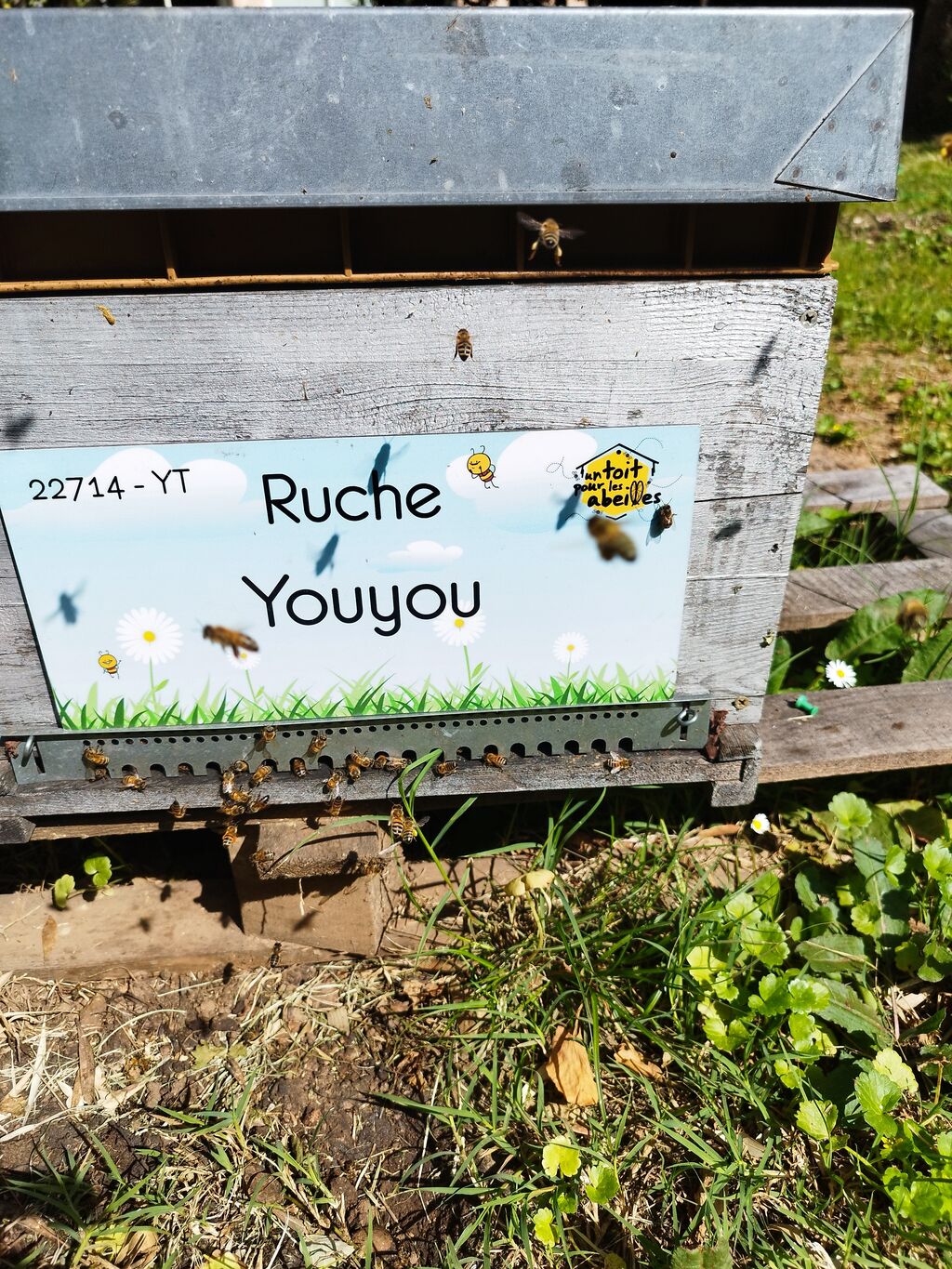 La ruche Youyou