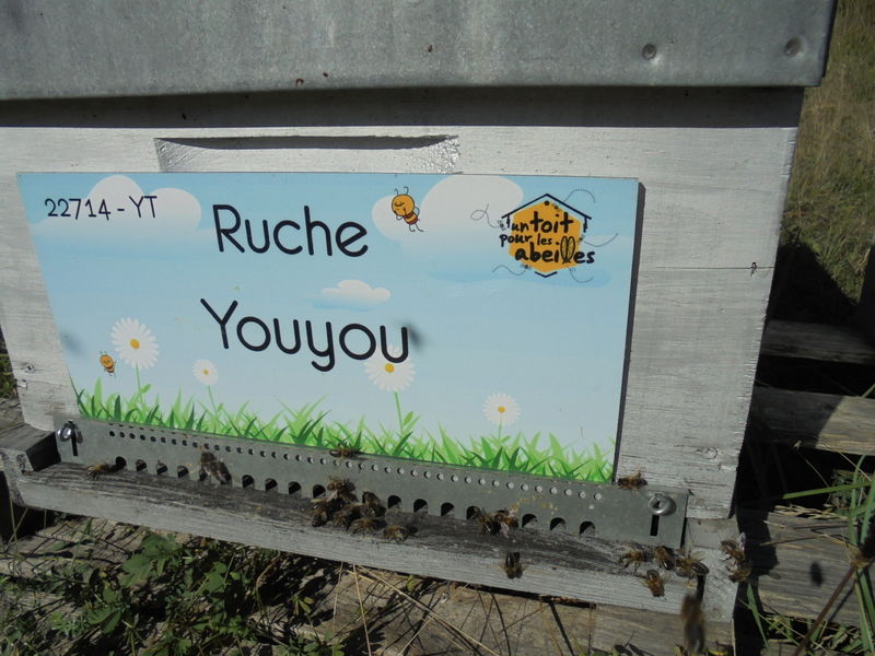 La ruche Youyou