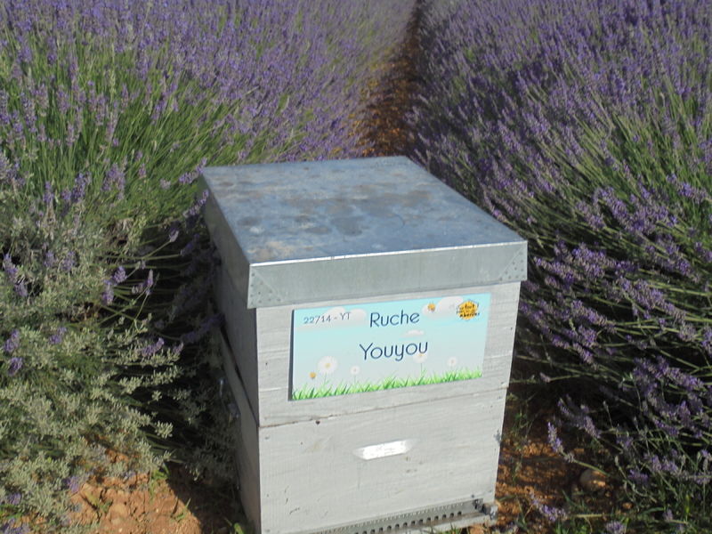 La ruche Youyou