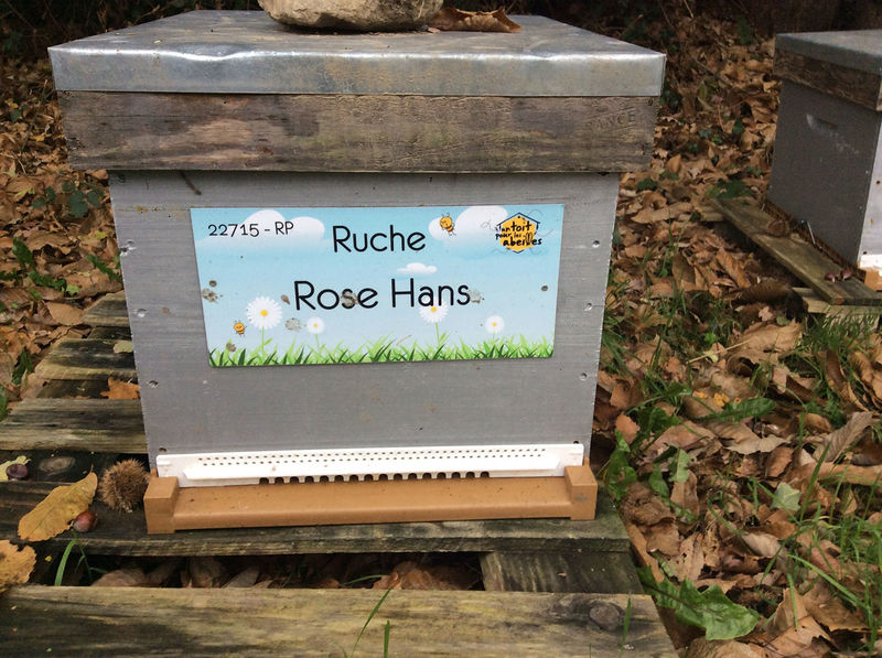 La ruche Rose Hans