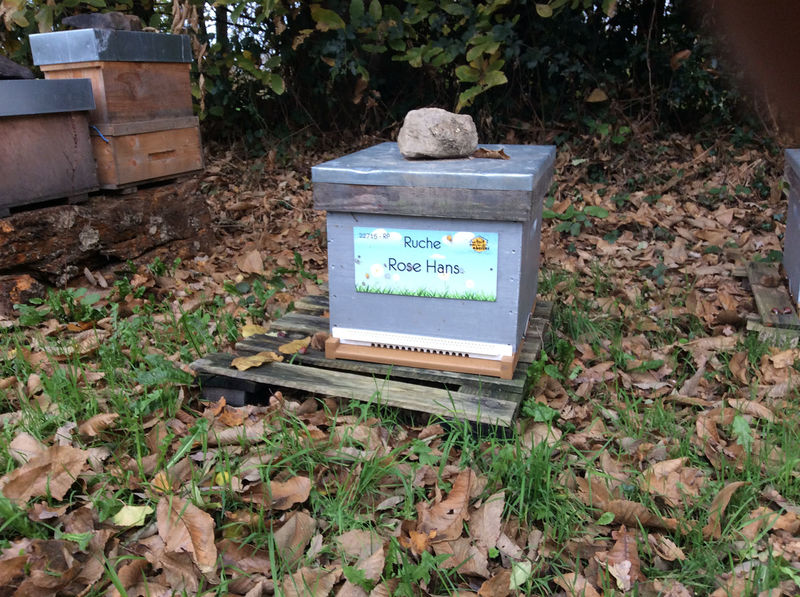 La ruche Rose Hans