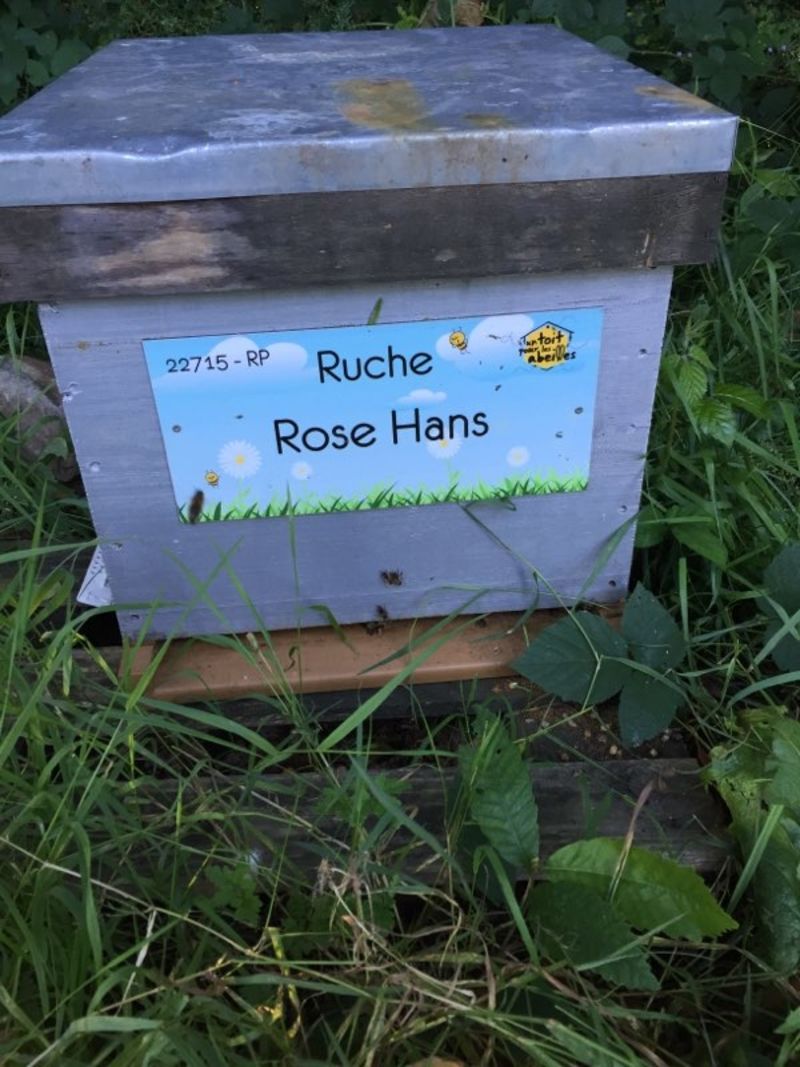 La ruche Rose Hans