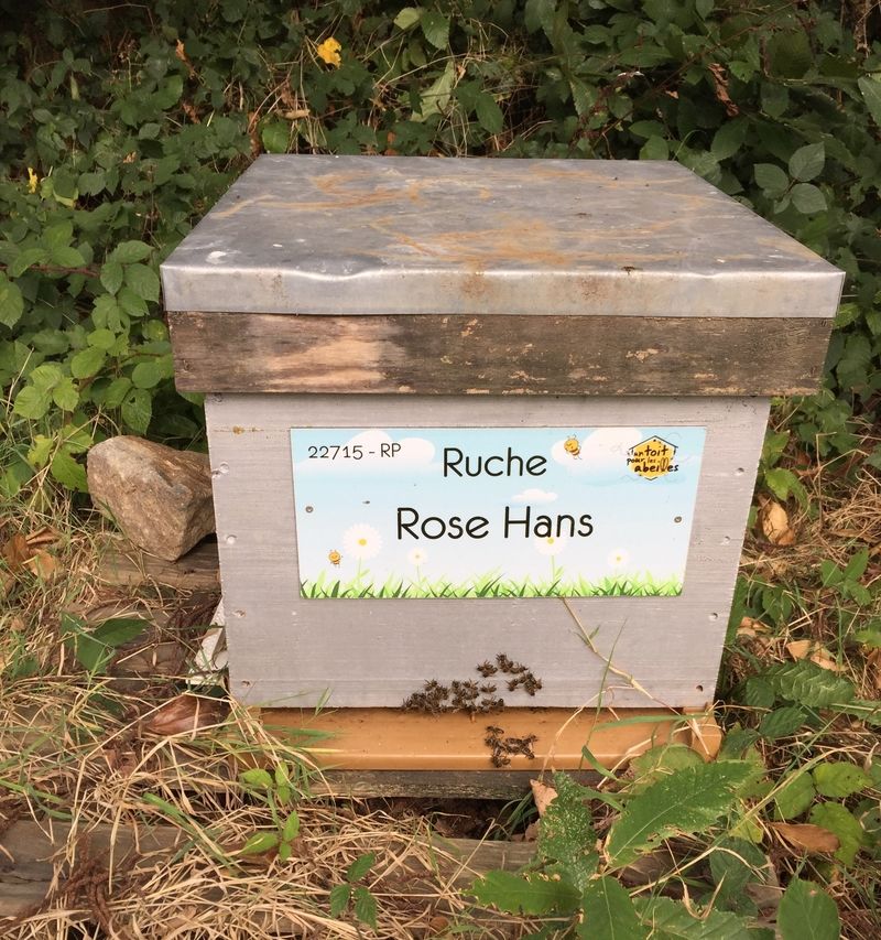 La ruche Rose Hans