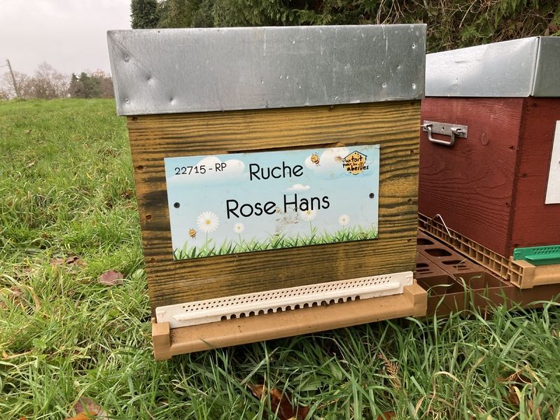 La ruche Rose Hans