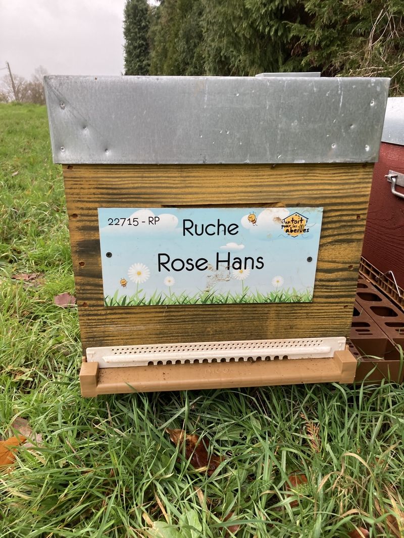 La ruche Rose Hans