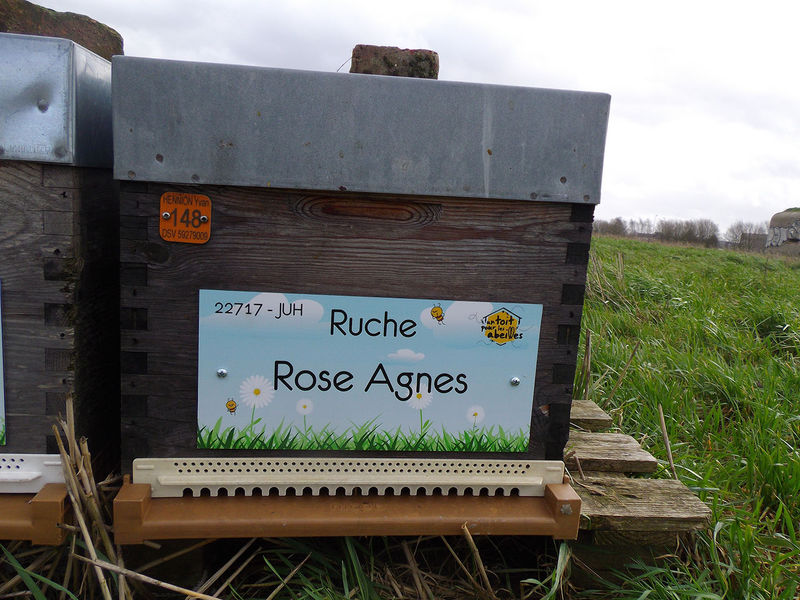 La ruche Rose Agnes
