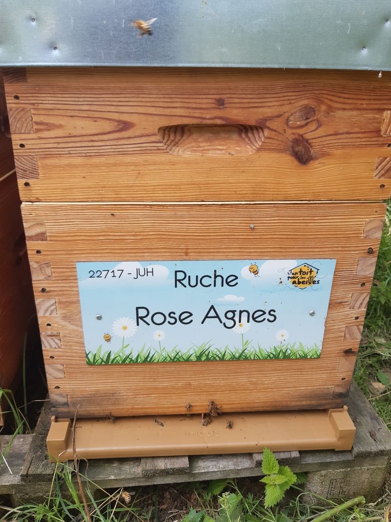 La ruche Rose Agnes