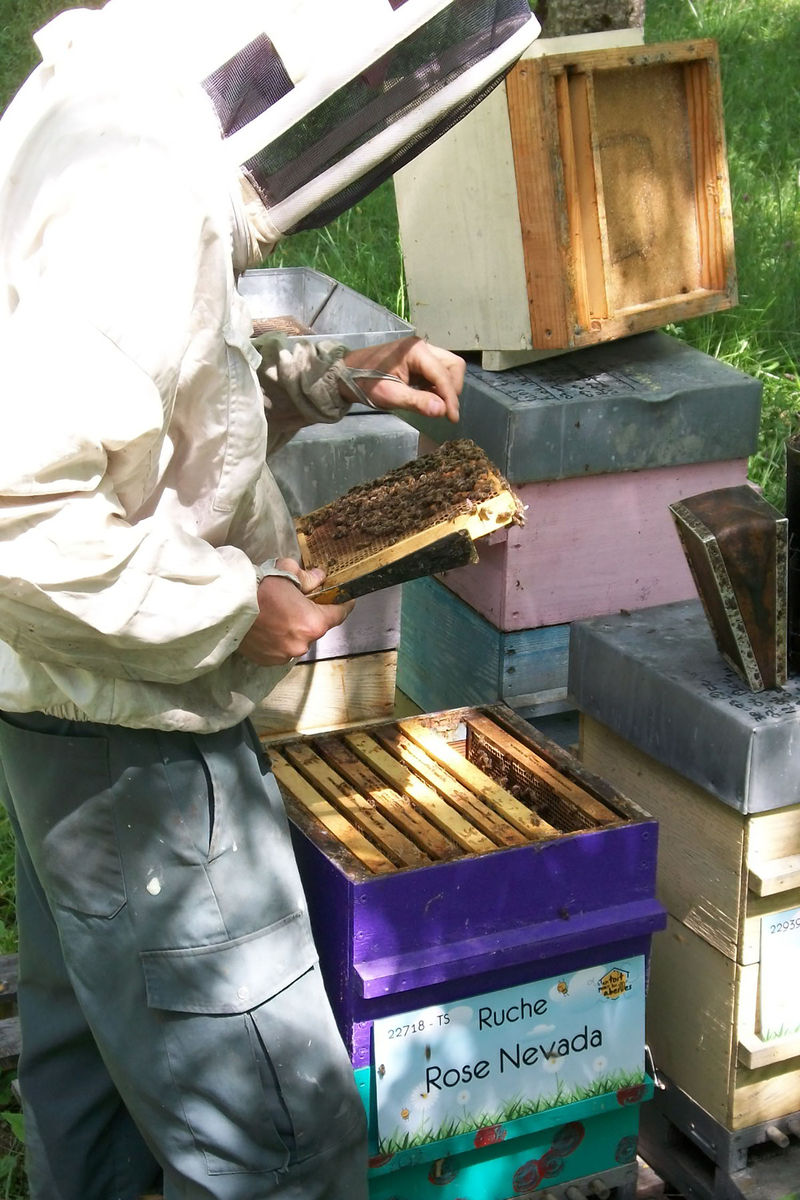 La ruche Rose Nevada