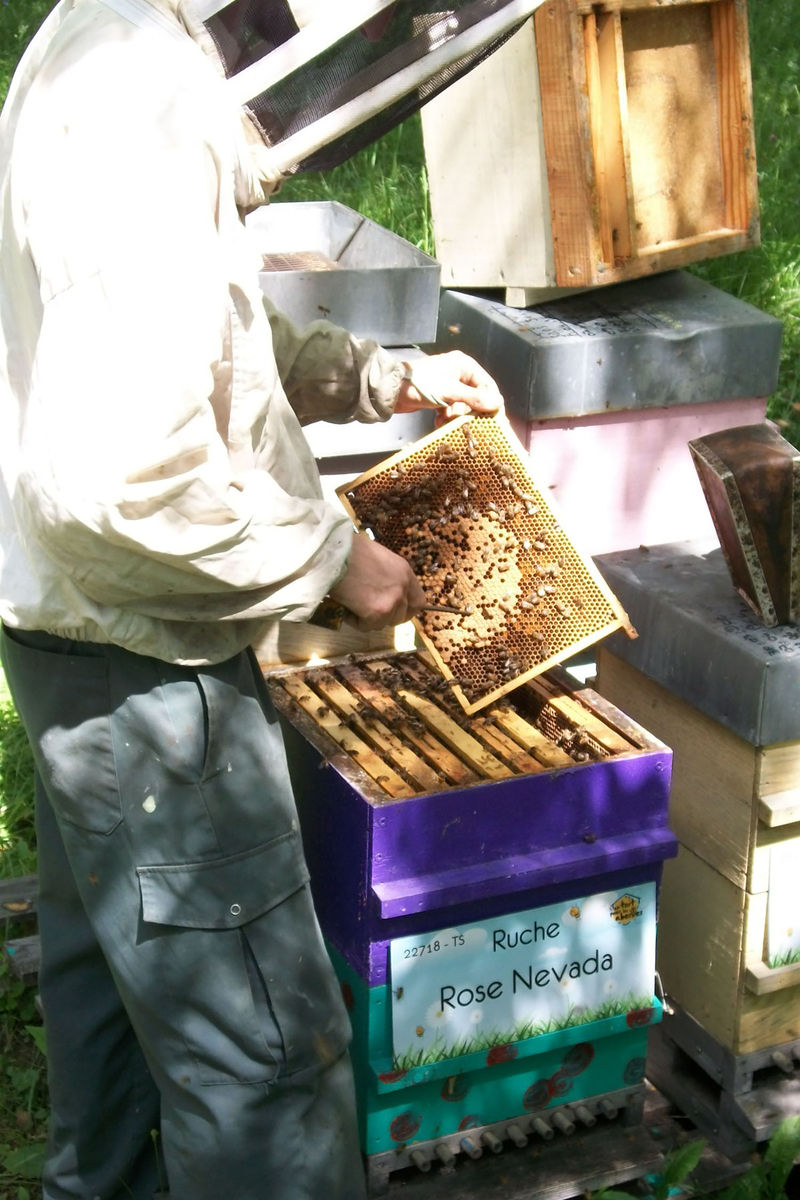La ruche Rose Nevada