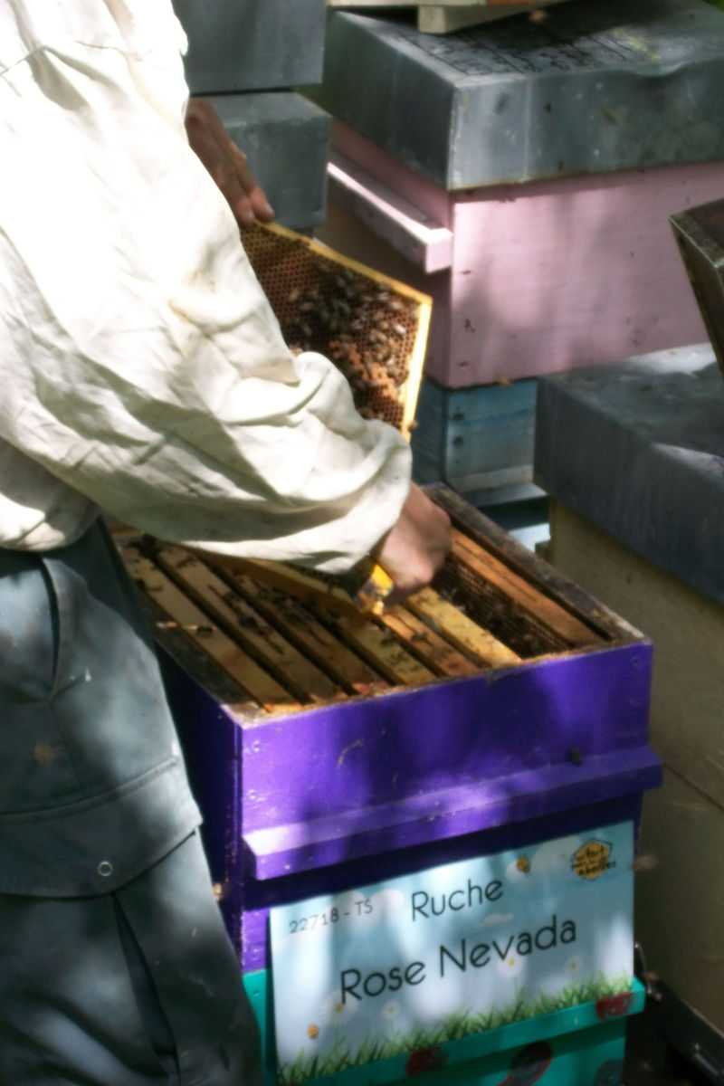 La ruche Rose Nevada