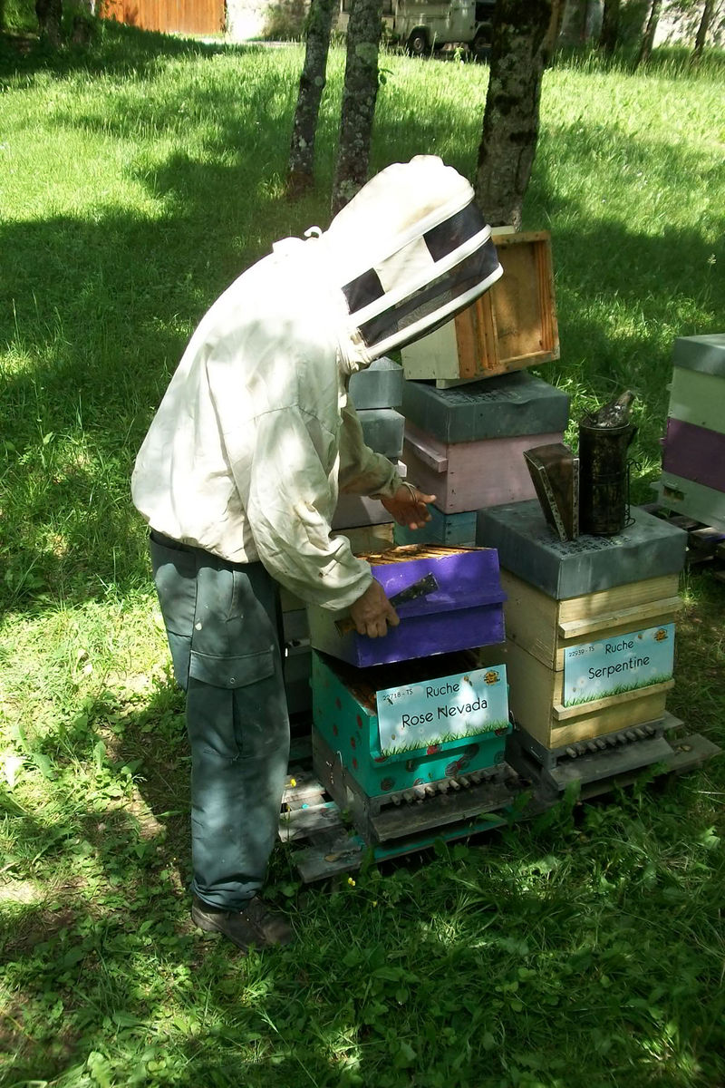 La ruche Rose Nevada