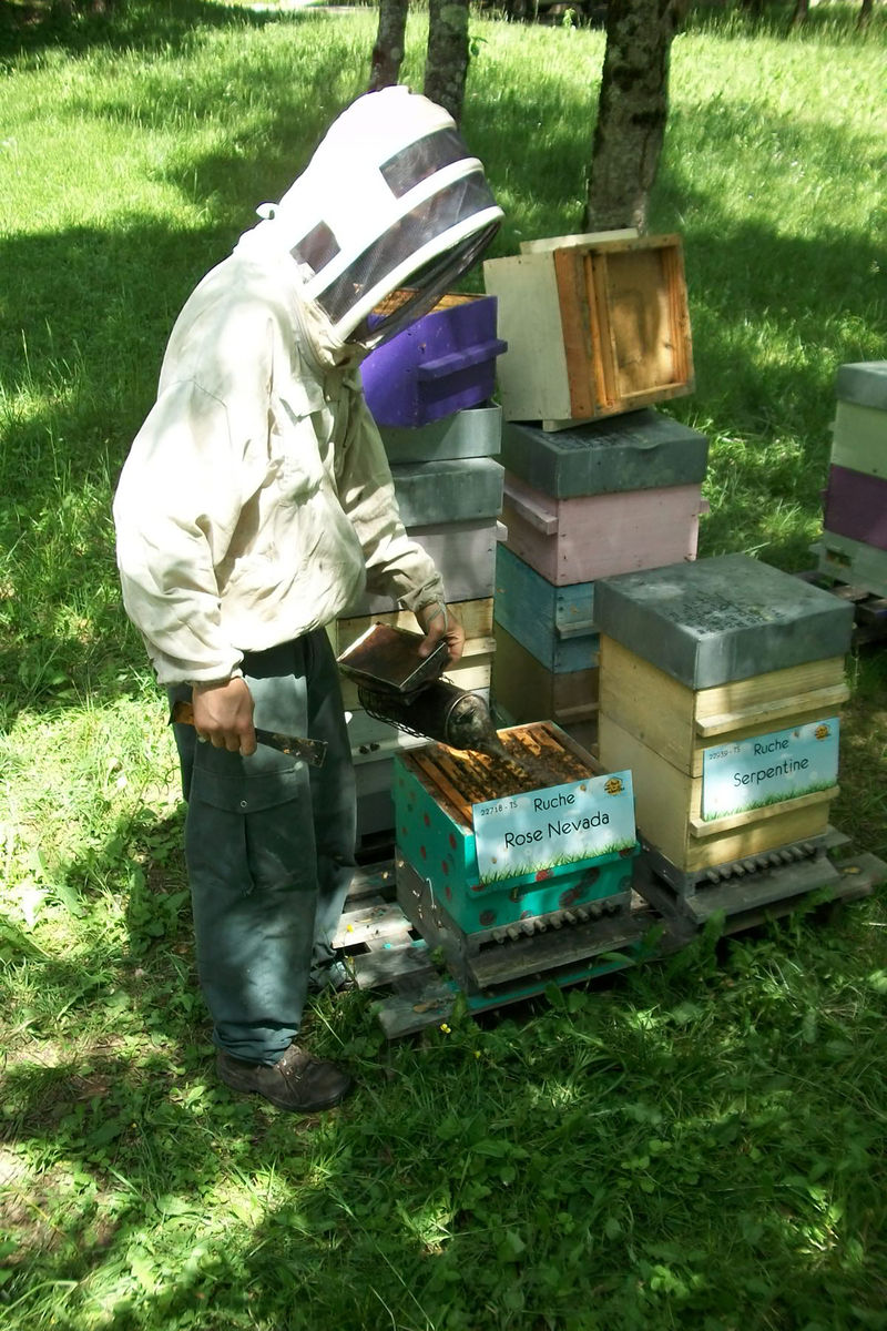 La ruche Rose Nevada