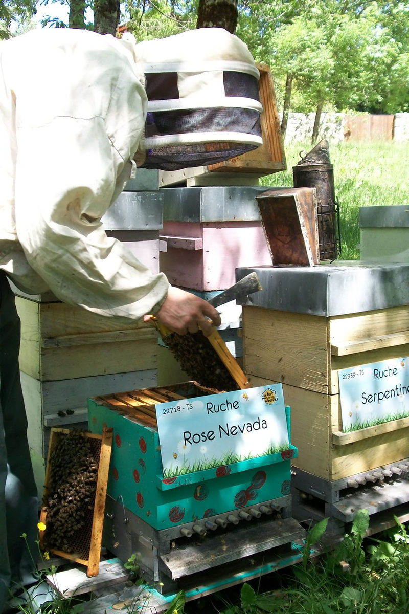 La ruche Rose Nevada