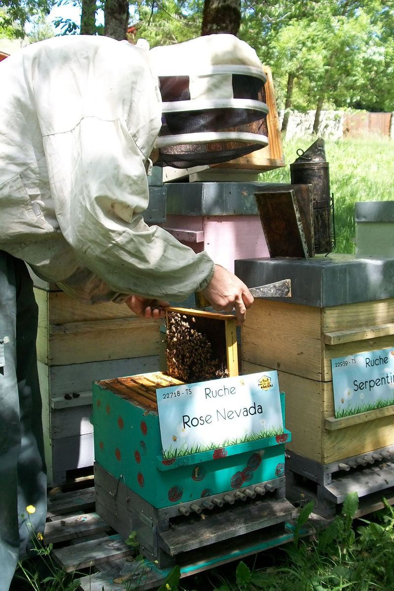 La ruche Rose Nevada