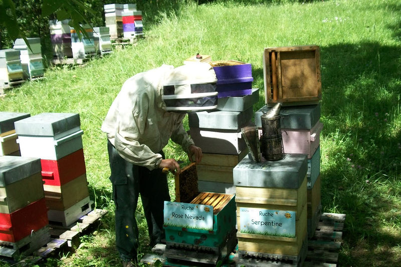 La ruche Rose Nevada