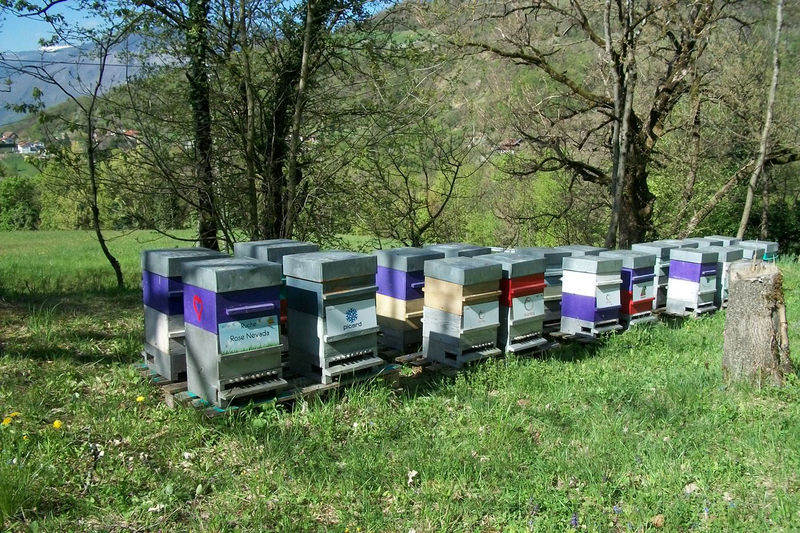 La ruche Rose Nevada