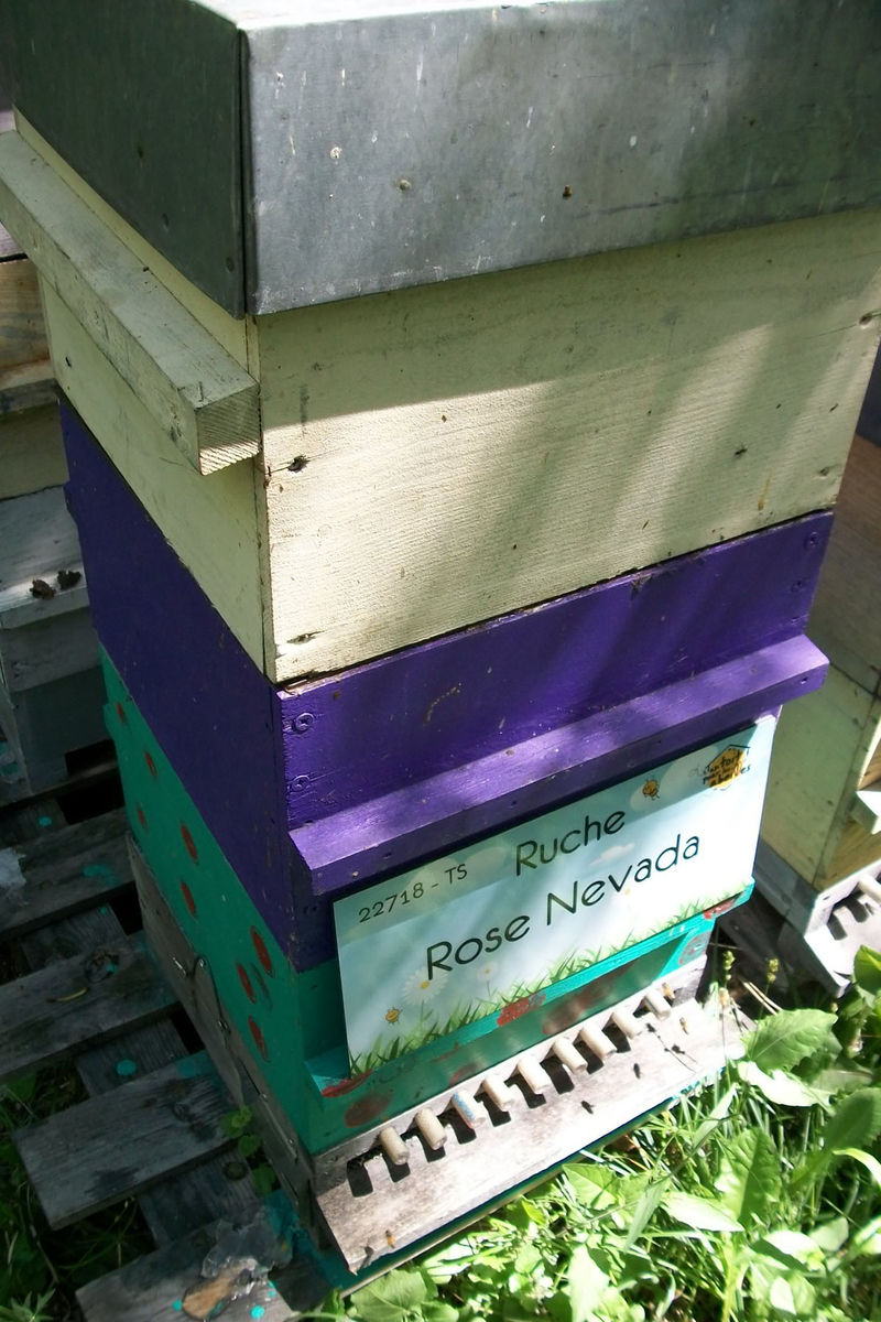 La ruche Rose Nevada