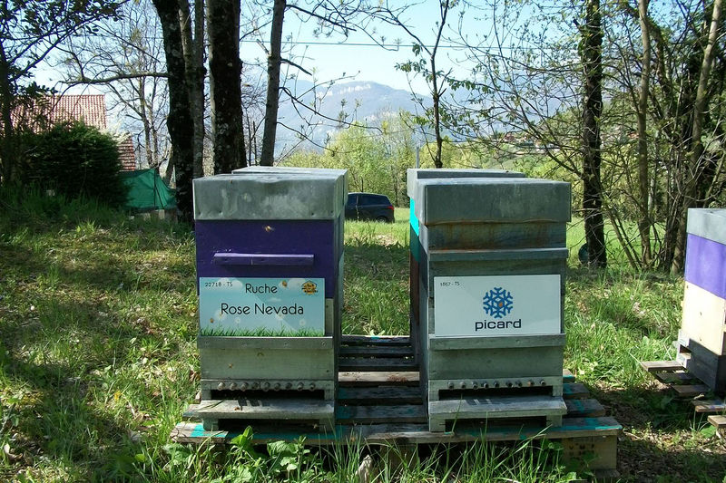La ruche Rose Nevada