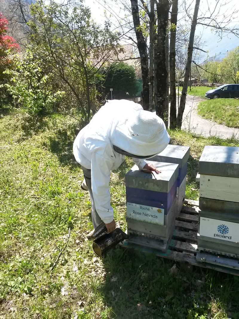 La ruche Rose Nevada