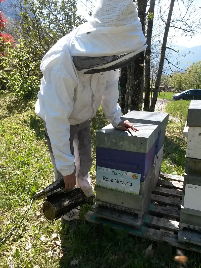 La ruche Rose Nevada