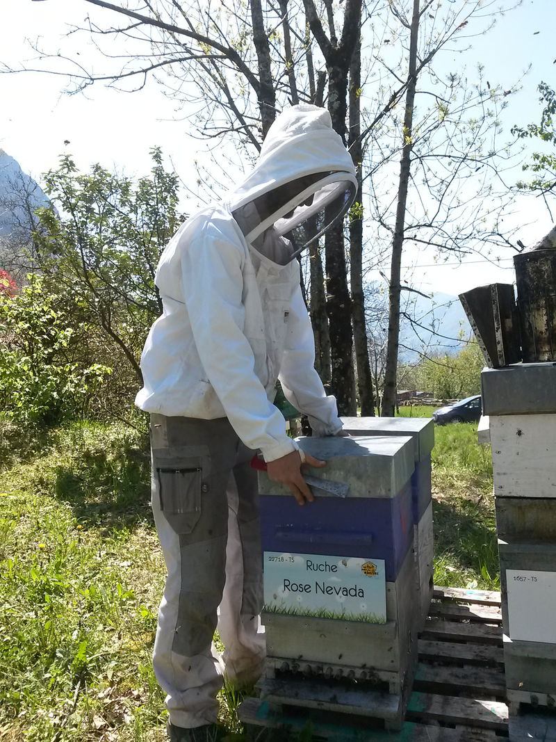 La ruche Rose Nevada