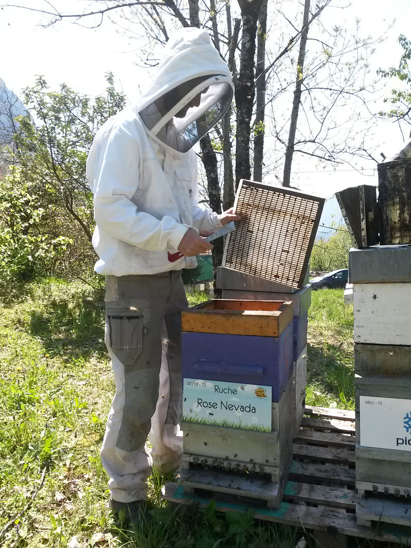 La ruche Rose Nevada