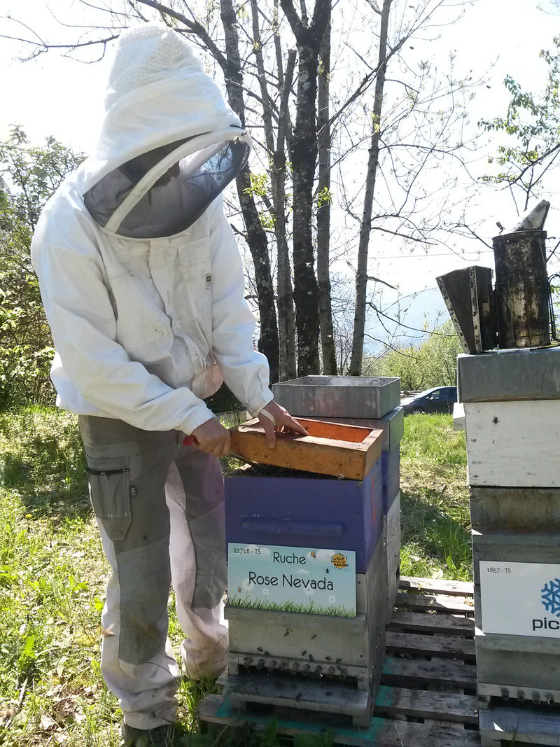 La ruche Rose Nevada