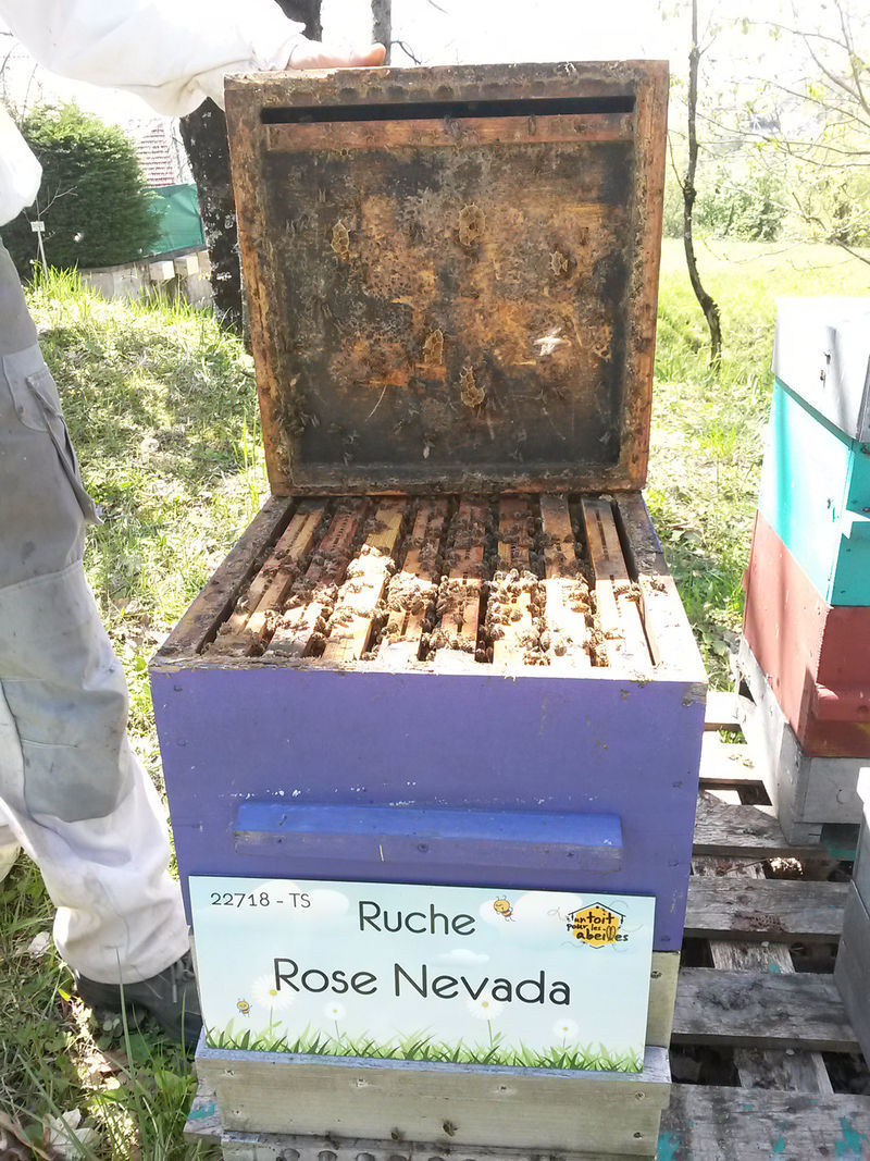 La ruche Rose Nevada