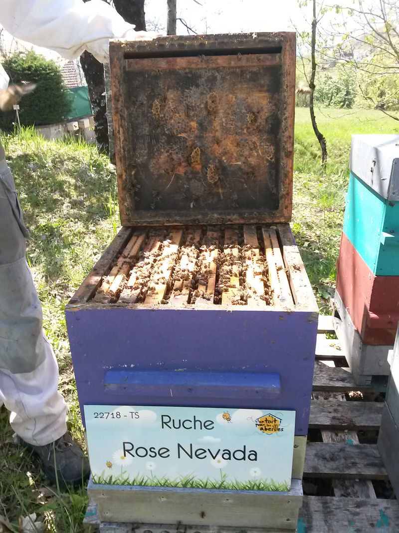 La ruche Rose Nevada