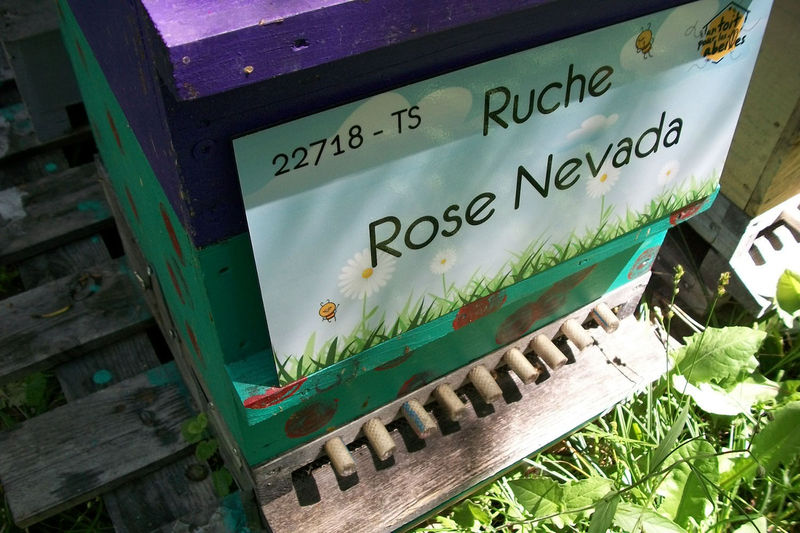 La ruche Rose Nevada