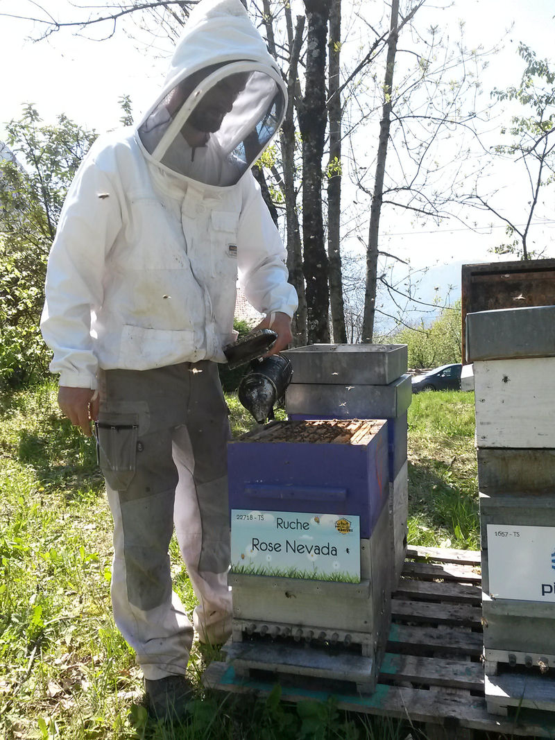 La ruche Rose Nevada