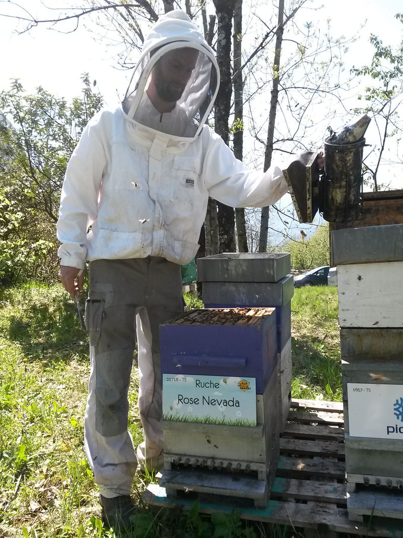 La ruche Rose Nevada