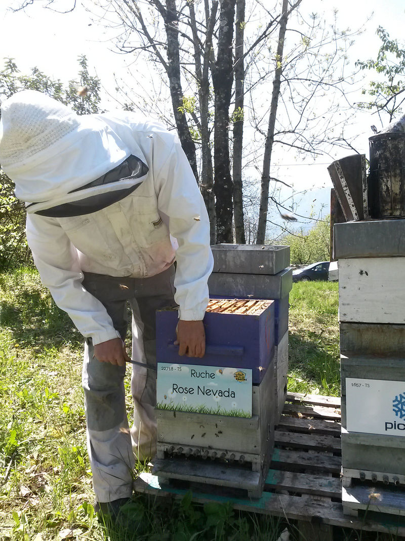 La ruche Rose Nevada