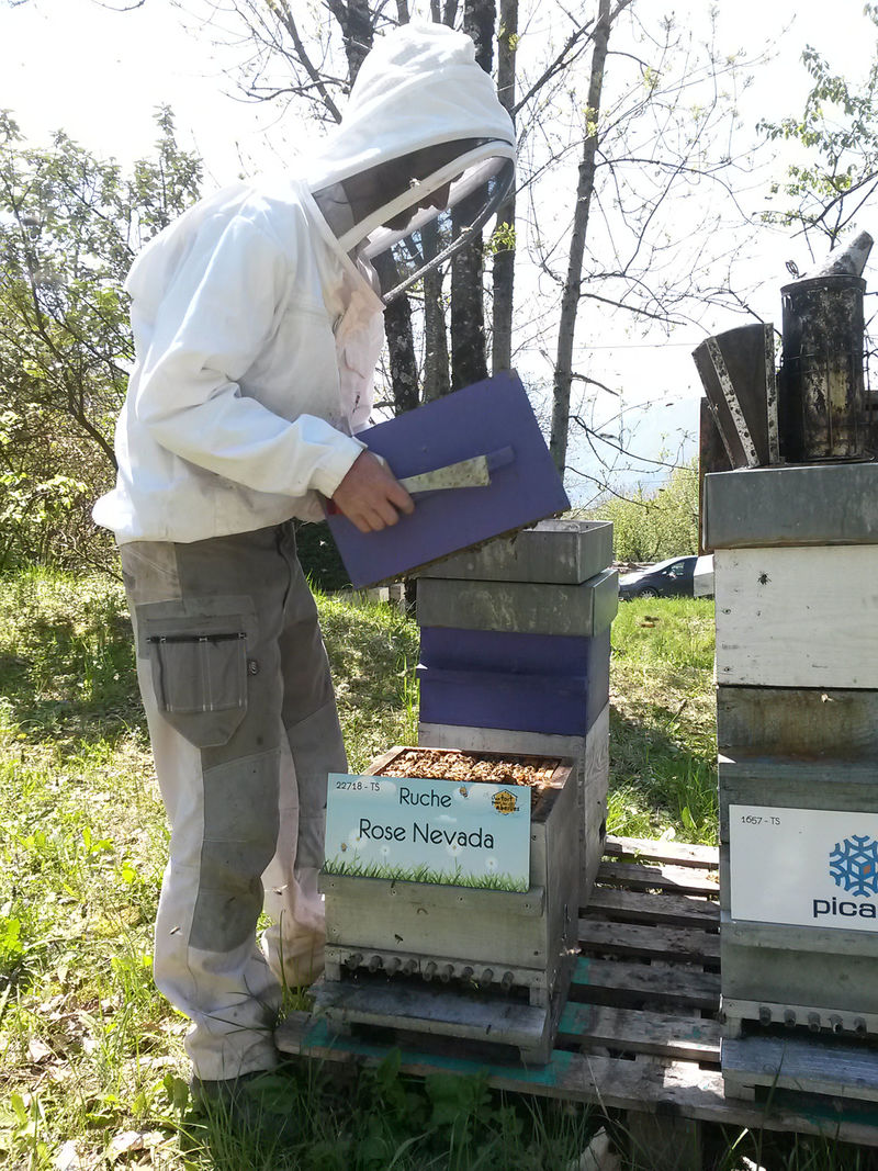 La ruche Rose Nevada