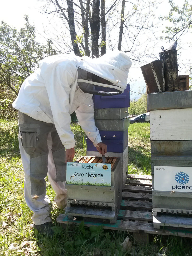 La ruche Rose Nevada