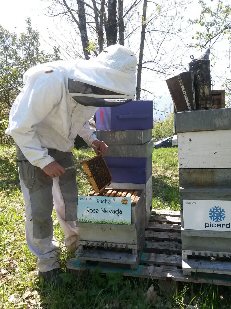 La ruche Rose Nevada