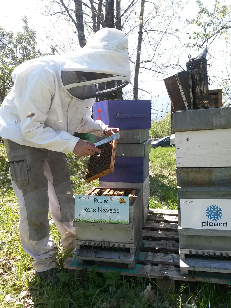 La ruche Rose Nevada